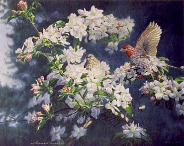 Spring Romance - Purple Finches and blooming apple tree by Arnold Nogy