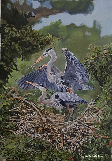 Great Blue Herons on Nest - Great Blue Herons working on their nest. by Mary Louise O'Sullivan