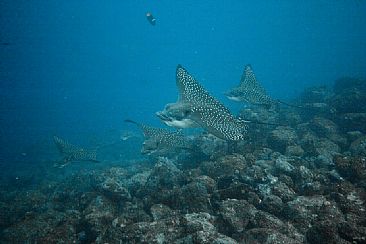 The Eagles have Landed - Spotted Eagle Rays by Karen Fischbein