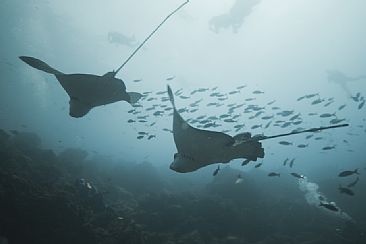 Winged Escort - Spotted Eagle Rays by Karen Fischbein