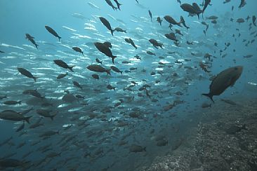 Galapagos Islands Schools of Jacks - Schools of fish by Karen Fischbein