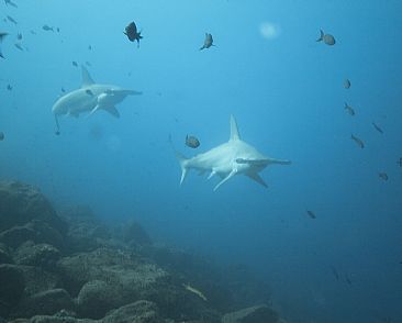 Scalloped Hammerhead - Hammerhead Sharks by Karen Fischbein