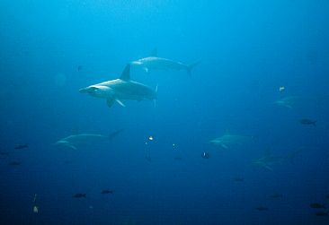 Reef Patrol - Hammerhead Sharks by Karen Fischbein