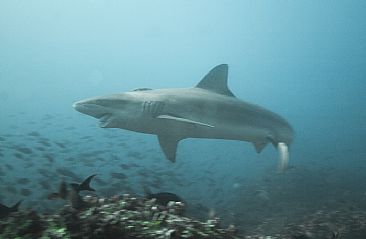 Galapagos Shark - Galapagos Shark by Karen Fischbein