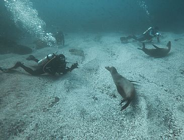 Photography Class - Divers and Sea lions by Karen Fischbein
