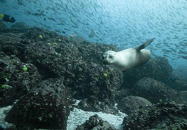 Galapagos Sea Lion - Galapagos Sealion by Karen Fischbein