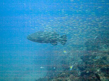 Follow the Leader - Goliath Grouper and Minnows by Karen Fischbein