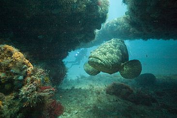Lord of the Rocks - Goliath Grouper, Jew Fish by Karen Fischbein