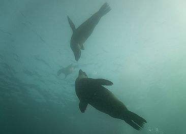 True Acrobats - Sea Lions by Karen Fischbein