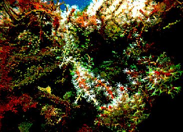 Ocean Wreath - Close up image of soft corals from Cozumel by Karen Fischbein