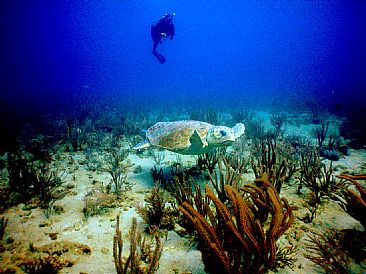 Loggerhead and Diver, Jupiter Florda - Loggerhead Turtle is watched by a diver by Karen Fischbein