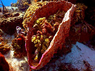 Ocean Cornucopia - Sponge with coral by Karen Fischbein