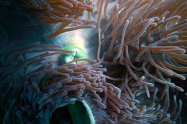Ocean Nipple - Anemone opening by Karen Fischbein