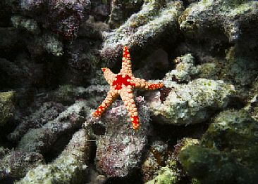 Ocean Gumby - Orange Marbled Star Fish by Karen Fischbein