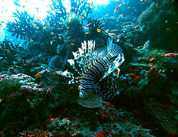 King of the Coral Jungle - Lion Fish by Karen Fischbein