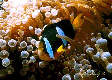 Bubble Bath - Anemone Fish in Bubble Top Anemone by Karen Fischbein