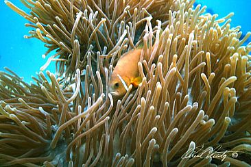 Anemone Fish II - Anemone Fish in anemone from the Maldive Islands by Karen Fischbein