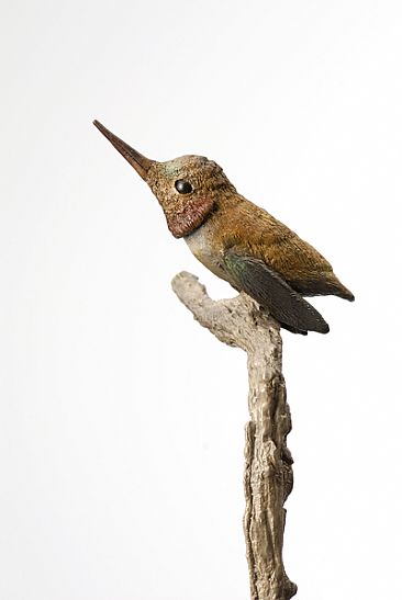 Hummingbird - Rufous hummingbird by Brent Cooke