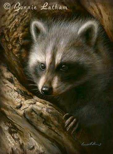 Baby Coon - Baby Racoon by Bonnie Latham