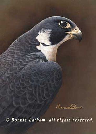 Falcon Portrait - Peregrine Falcon by Bonnie Latham