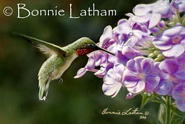 Hummingbird and Phlox - Hummingbird by Bonnie Latham