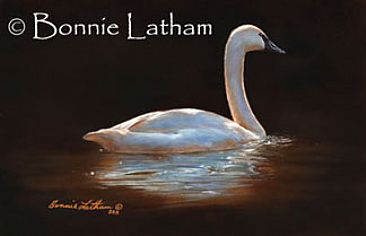 Ivory Splendor - Trumpeter Swan by Bonnie Latham