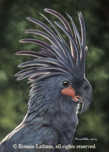  - Palm Cockatoo by Bonnie Latham