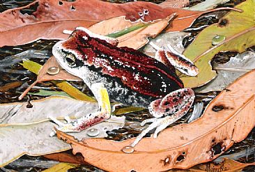 Red-backed Froglet -  by Sandra Temple