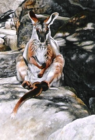 Sunlight and Shadows - Yellow-footed Rock Wallaby (Endangered) by Sandra Temple