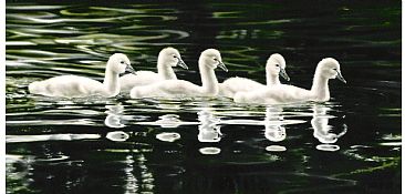Swan Lake - black swan cygnets by Sandra Temple