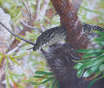 Patterns in the Lace - Lace Monitor in Banksia Serrata by Sandra Temple