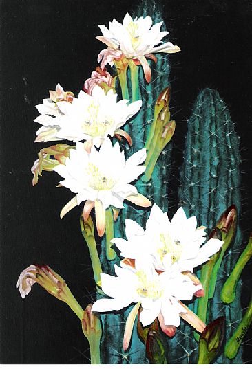 Moonlight Magic - Cereus Peruveanus & Blue-banded native bees by Sandra Temple