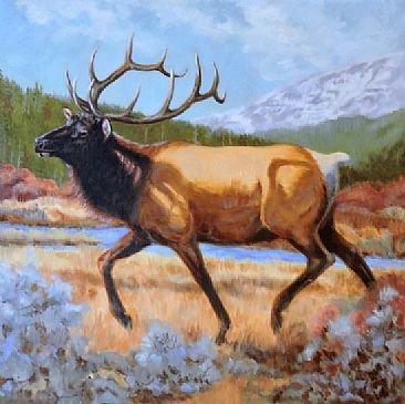 Eye on the Prize - Bull Elk by Kitty Whitehouse