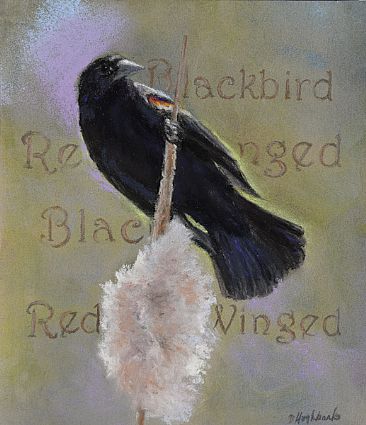 Red-winged Blackbird - Red-winged Blackbird by Debbie Hughbanks