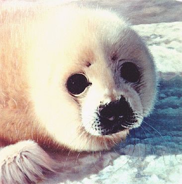 Curious - Harp Seal Pup by Sally Berner