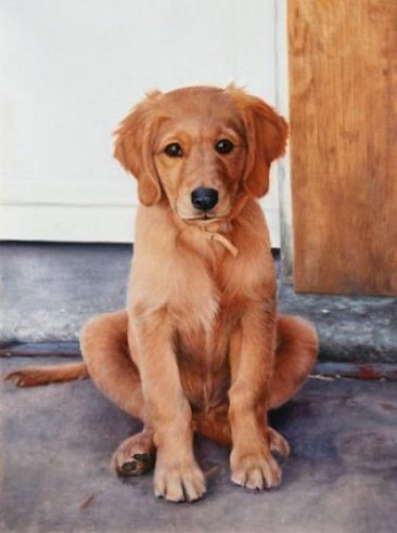 Ginger SOLD - Golden Retriever puppy by Sally Berner