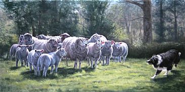 Irish Spring - Print - Border Collie and Sheep by Sally Berner