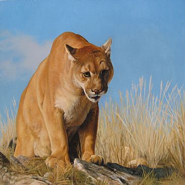 On the Rocks - Mountain Lion by Sally Berner