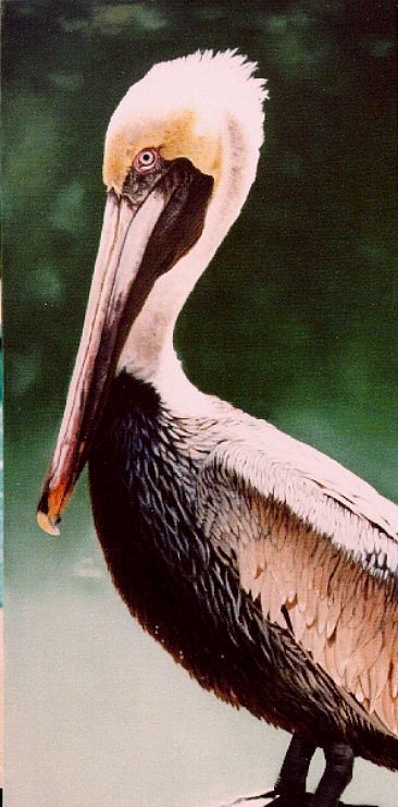 Patient Pelican - SOLD - Brown Pelican by Sally Berner