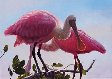 Pretty in Pink - SOLD - Roseate Spoonbills (Immature) by Sally Berner