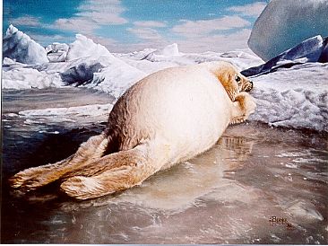 The Far Side of the Moon - Harp Seal Pup (Rear View) by Sally Berner