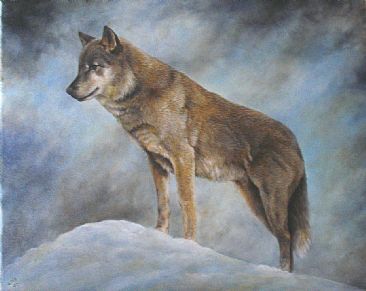 Cold Surveillance - Timber Wolf by Lauren Bissell