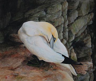 Gannet - British Birds Gannet by Lauren Bissell