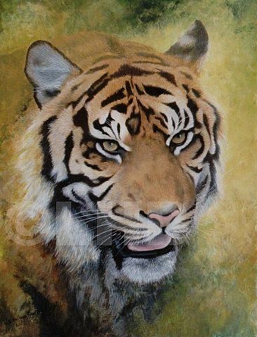 Sumatran Tiger - Sumatran Tiger (female) by Lauren Bissell