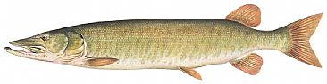 Muskellunge -  by Curtis Atwater
