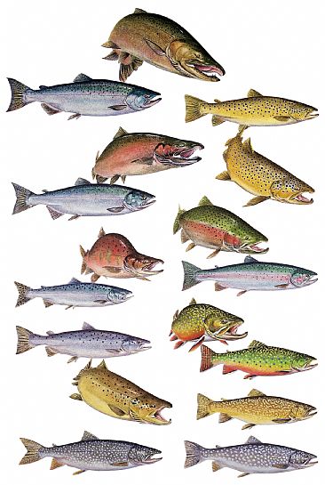 Popular Trout and Salmon - Trout and Salmon by Curtis Atwater