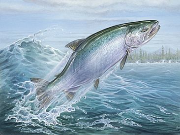 Silver Bullet - Coho Salmon by Curtis Atwater