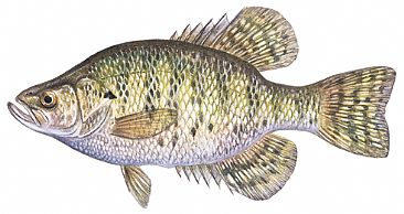 White Crappie - White Crappie by Curtis Atwater