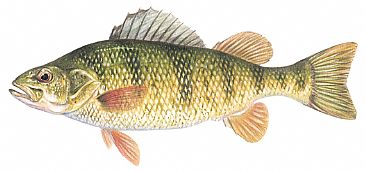 Yellow Perch - Yellow Perch by Curtis Atwater