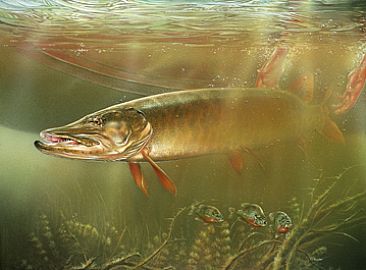 Giant Release - Muskellunge by Curtis Atwater